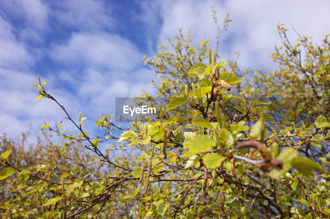 LOW ANGLE VIEW OF FLOWERING PLANTS AGAINST SKY