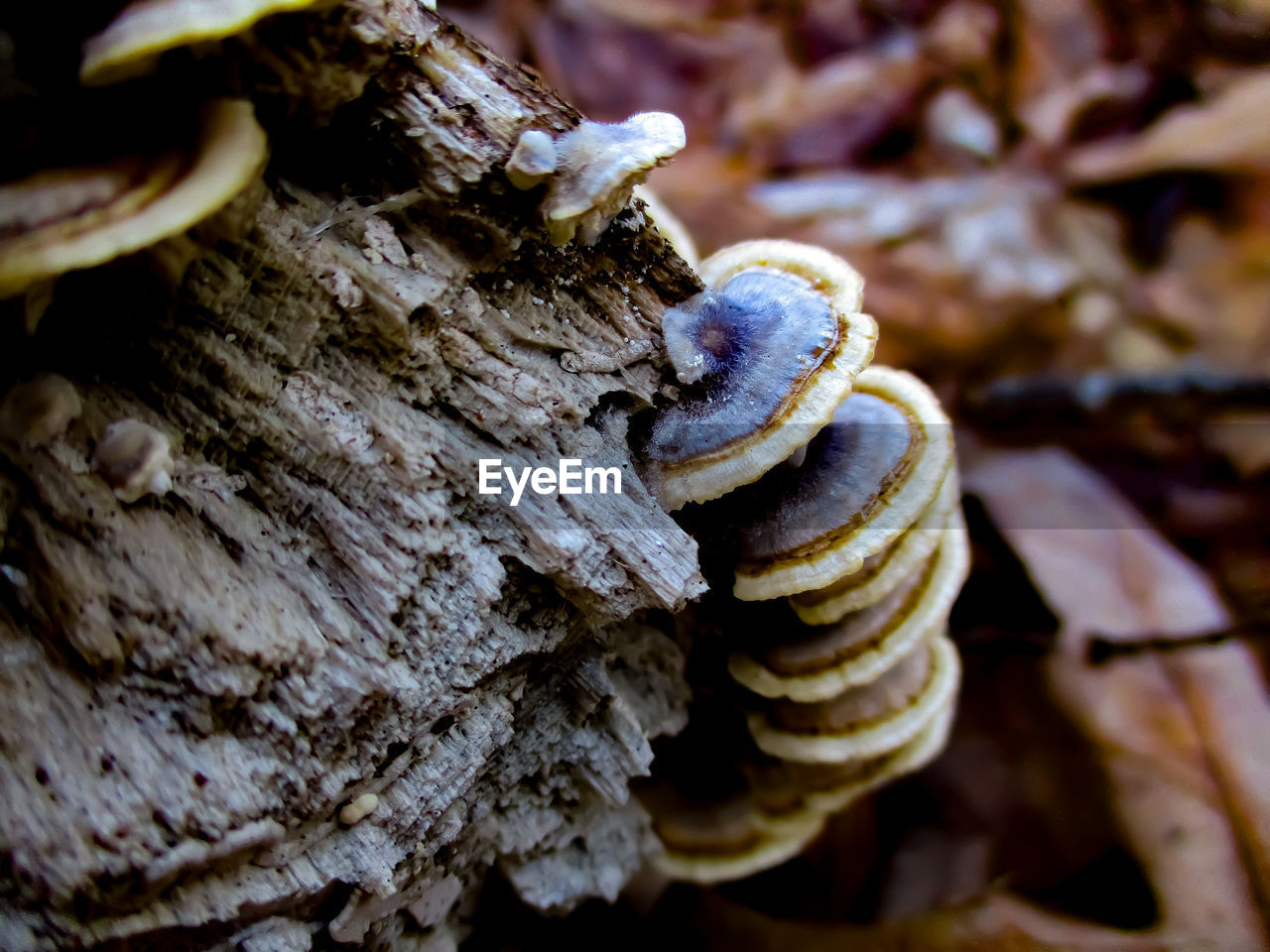 CLOSE-UP OF SHELLS ON TREE