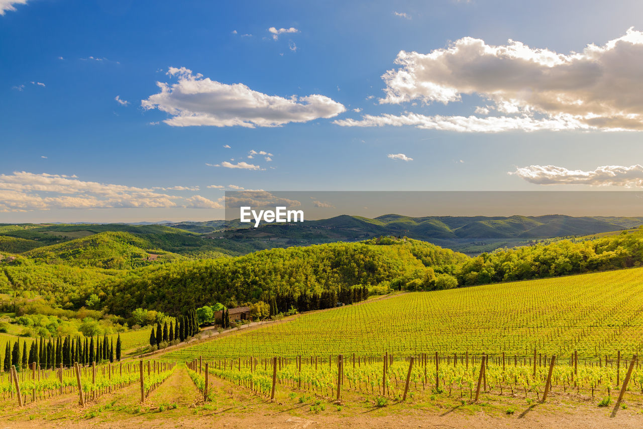 SCENIC VIEW OF FARM AGAINST SKY