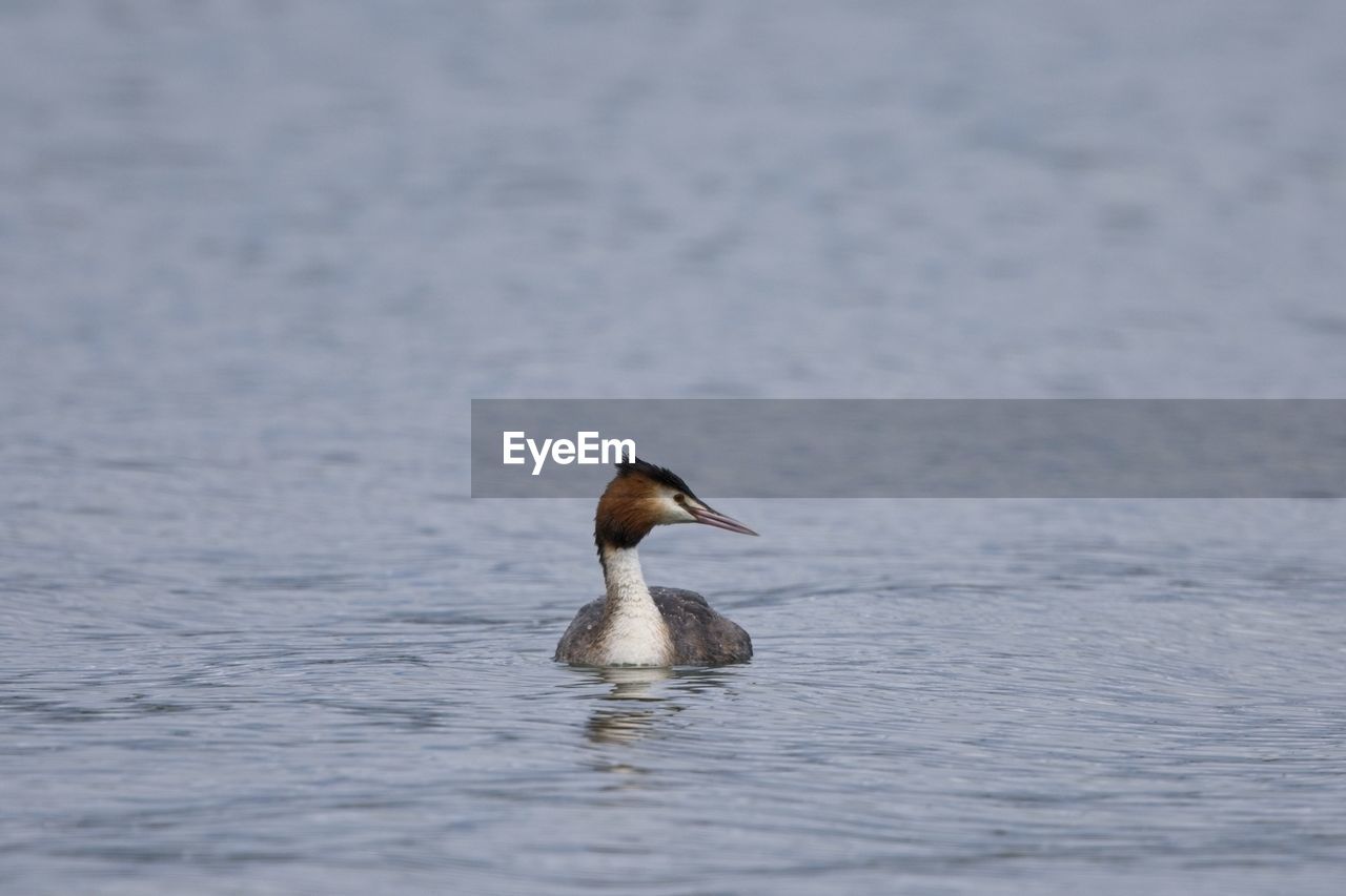 animal themes, animal wildlife, animal, wildlife, bird, water, one animal, no people, nature, beak, lake, water bird, duck, day, outdoors, wing, beauty in nature, swimming, selective focus, animal body part, side view