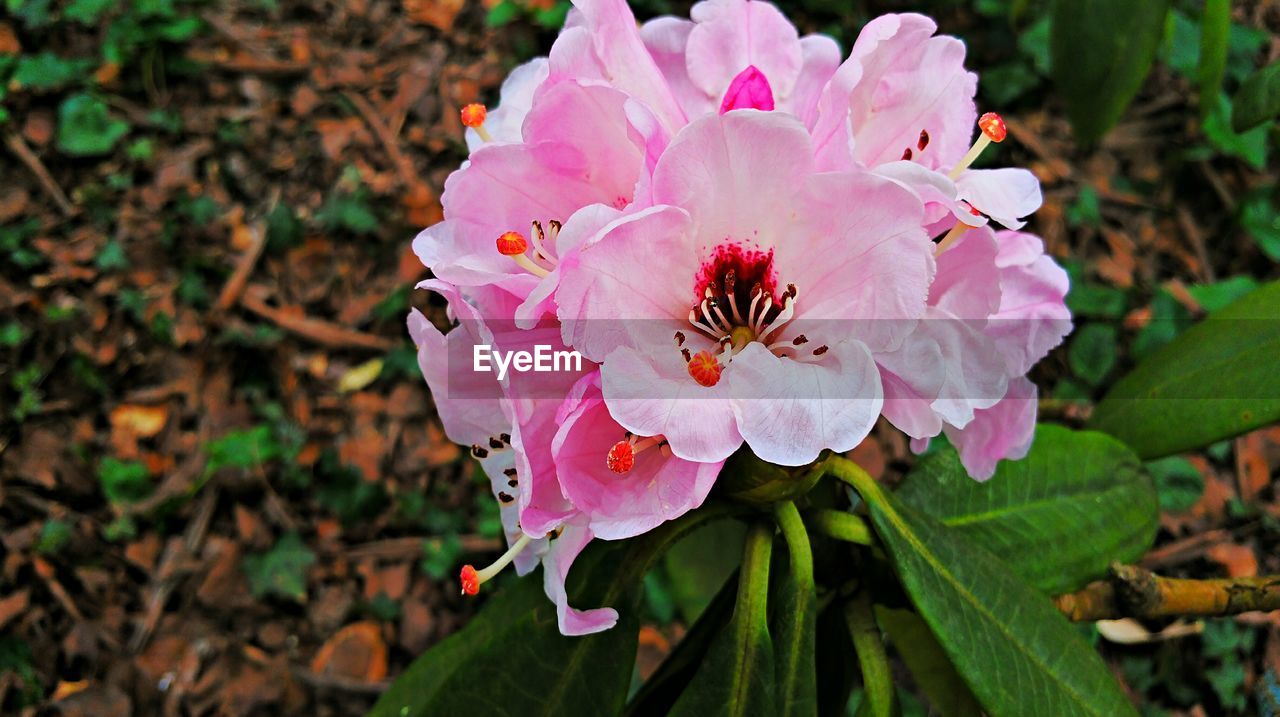 CLOSE-UP OF PINK FLOWERS BLOOMING