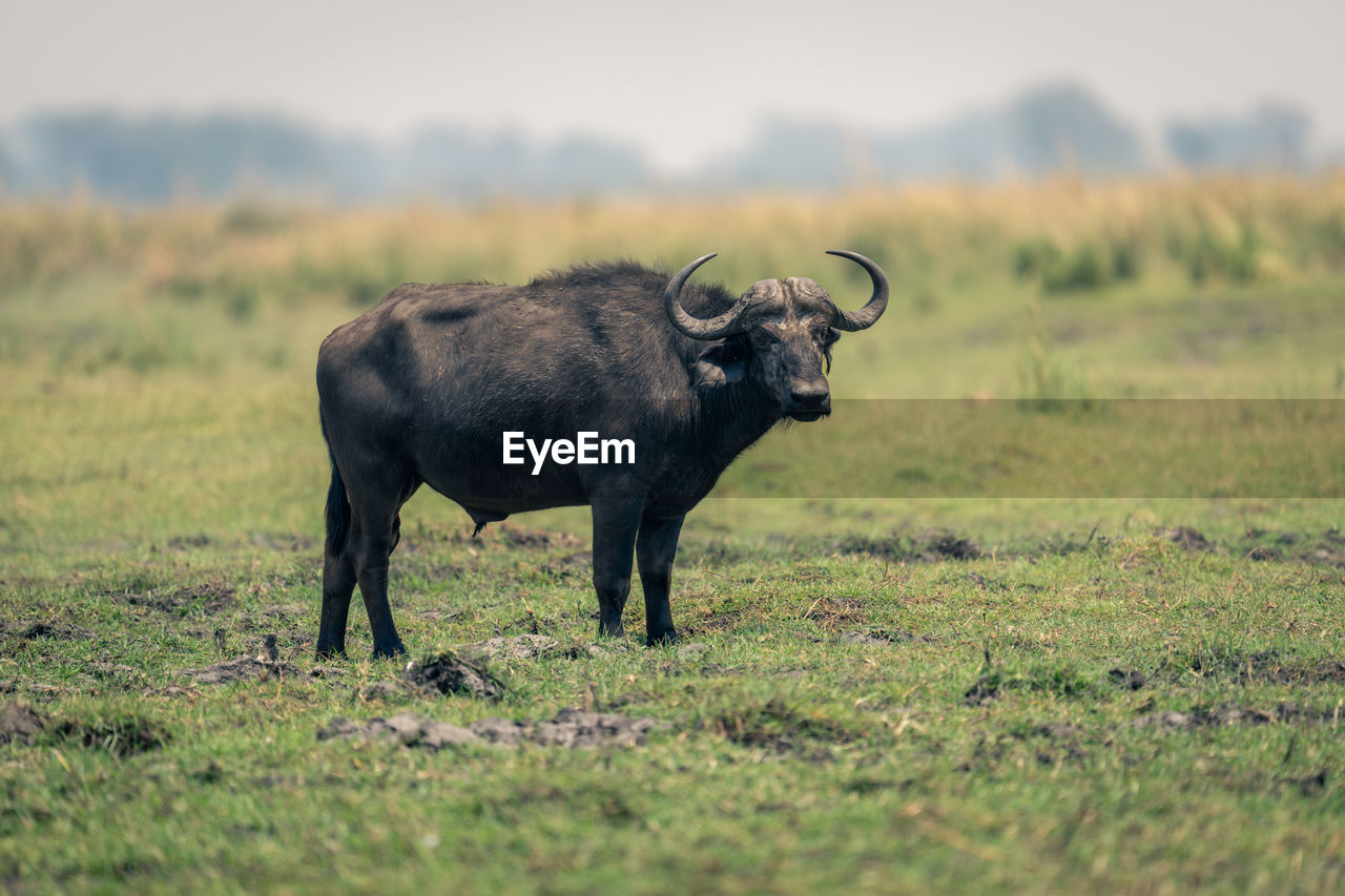 portrait of buffalo standing on field