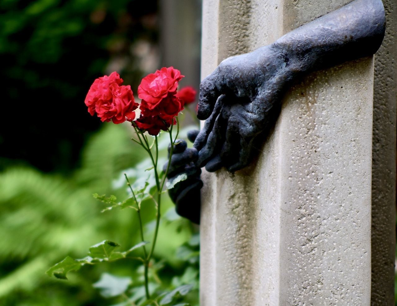 flower, flowering plant, plant, green, rose, nature, red, no people, beauty in nature, grave, cemetery, outdoors, day, close-up, architecture, leaf, tombstone, garden roses, fragility, death, sadness, flower head, freshness, sculpture, grief, focus on foreground