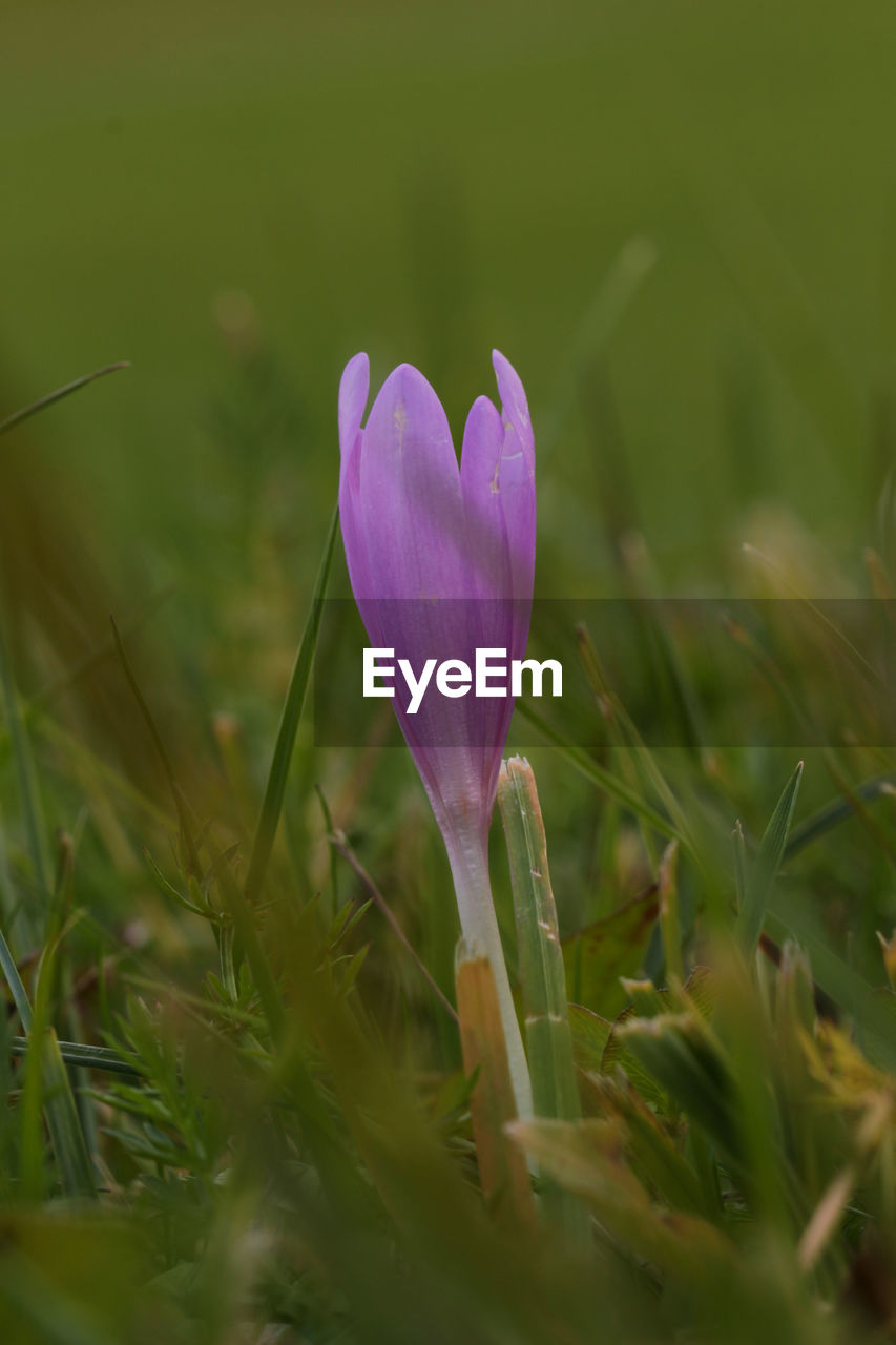 CLOSE-UP OF CROCUS BLOOMING