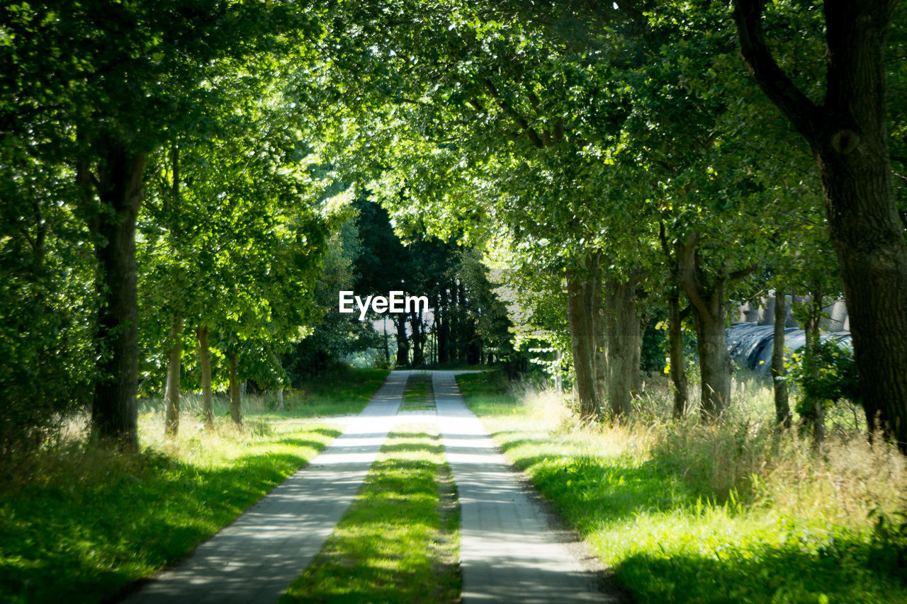 Empty road in park