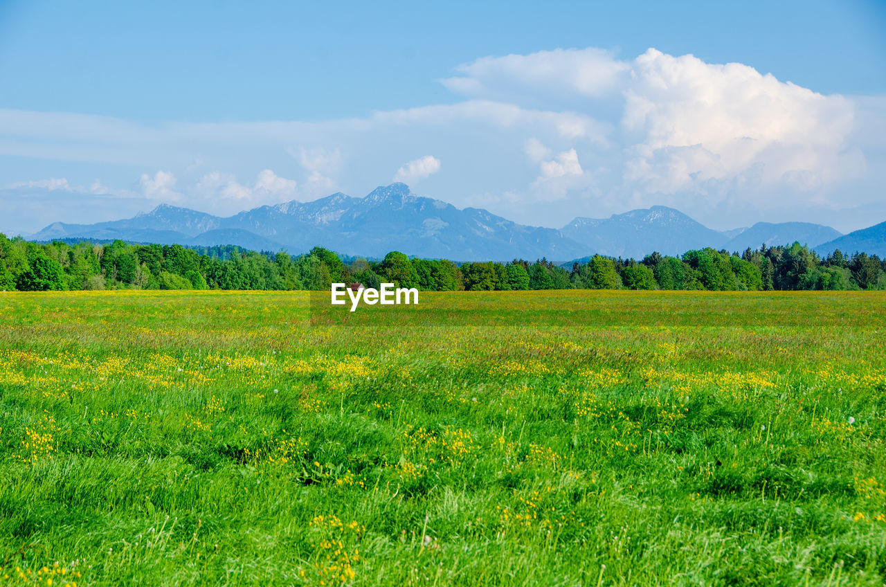 Meadow in upper bavaria with a view of the alps.