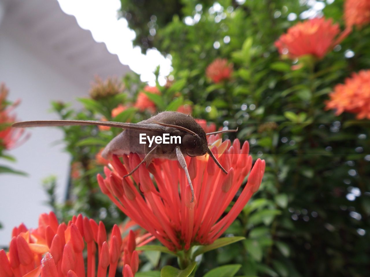 Close-up of insect on red flower