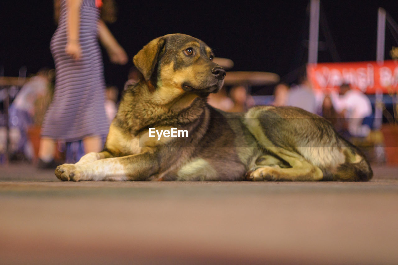 Dog sitting on footpath