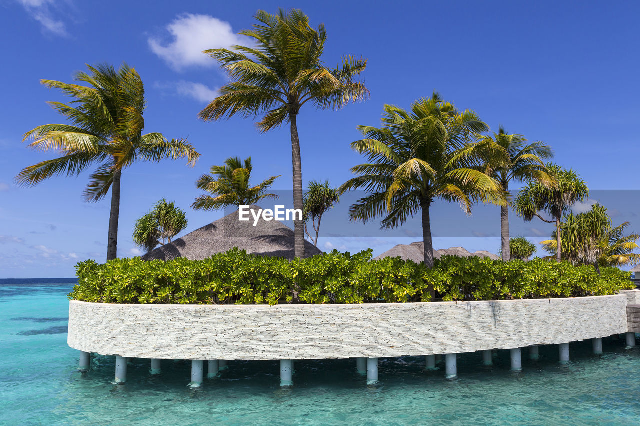 Coconut palm tree on water bungalow at maldives