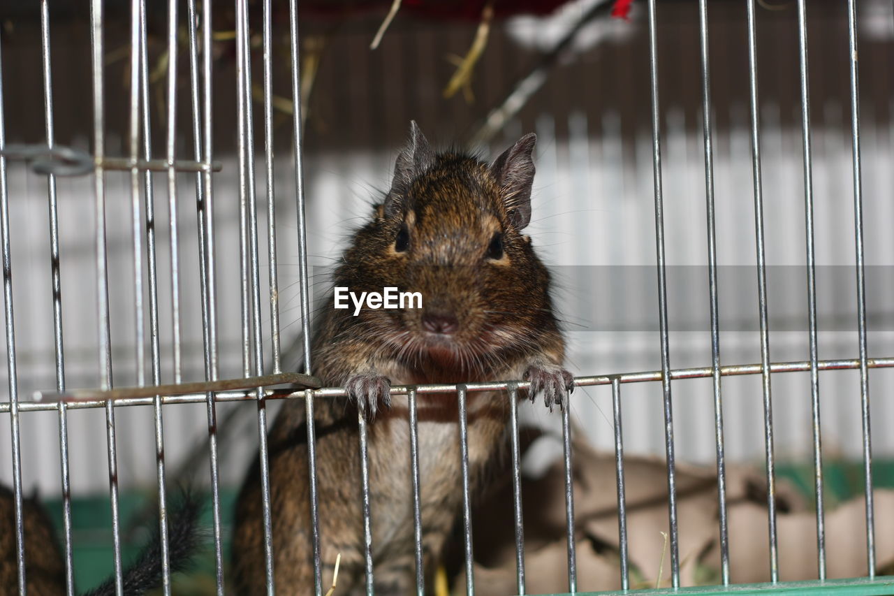 Portrait of mouse in cage