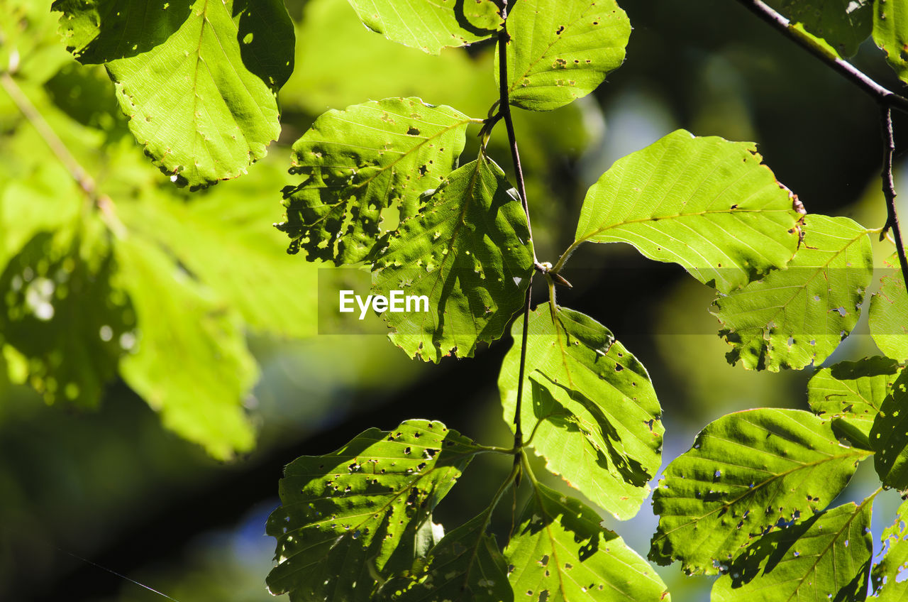 Close-up of leaves