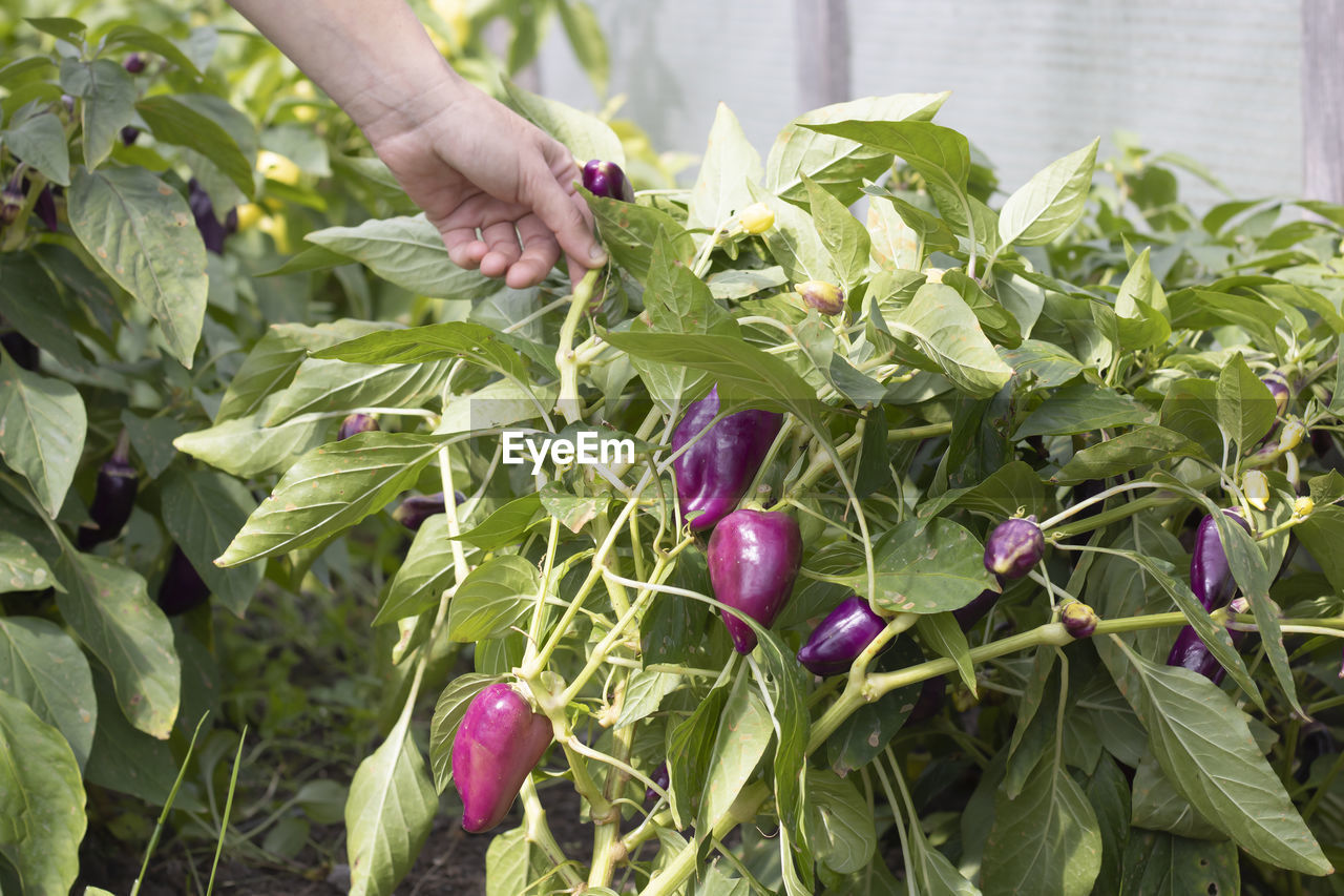 CLOSE-UP OF HAND HOLDING PURPLE BERRIES