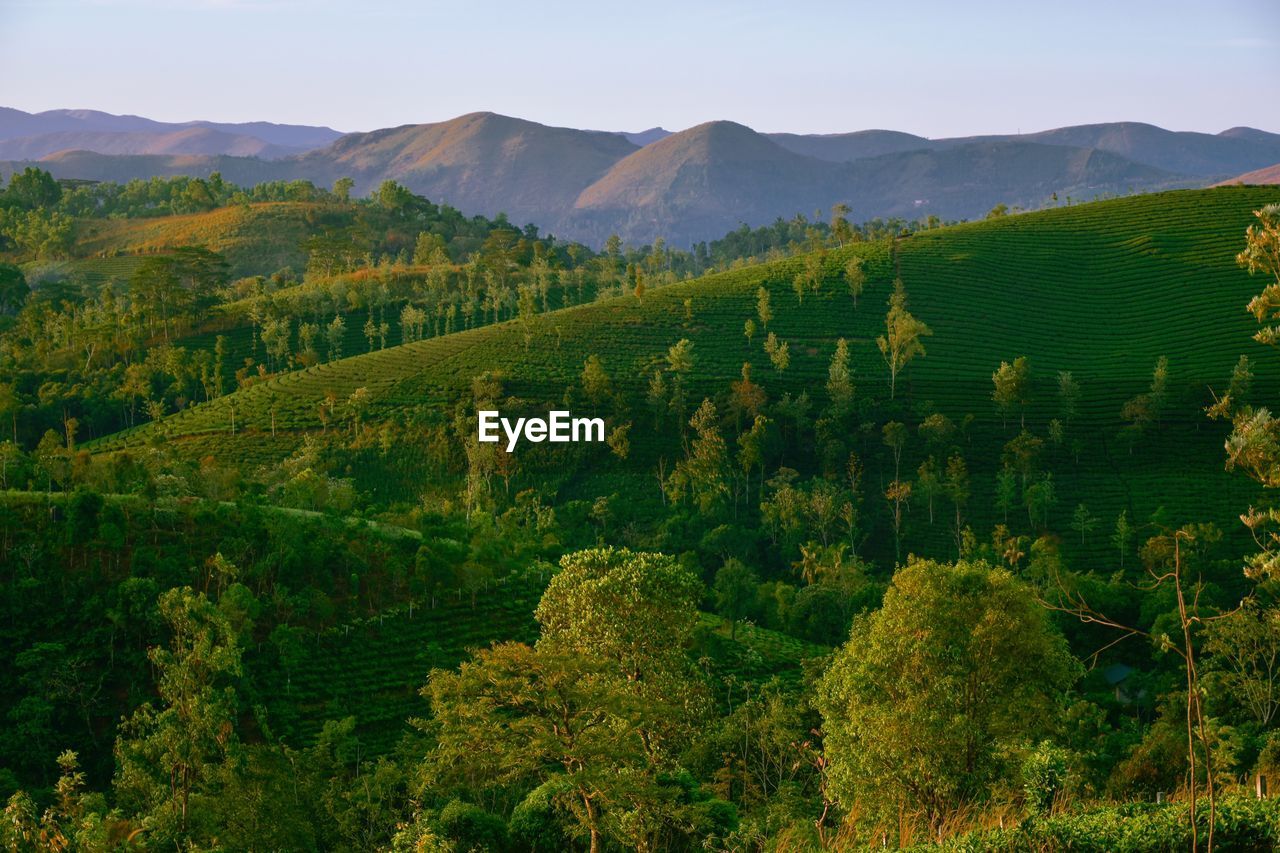 High angle view of trees on landscape against sky