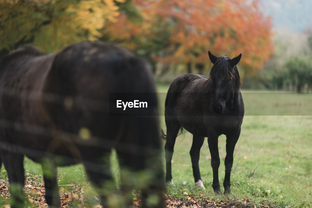 Horses on field