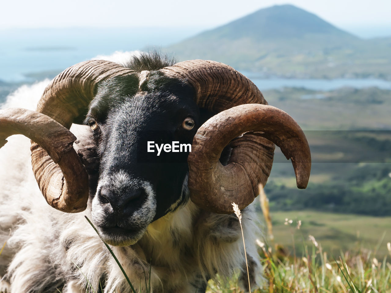 Portrait of sheep in field