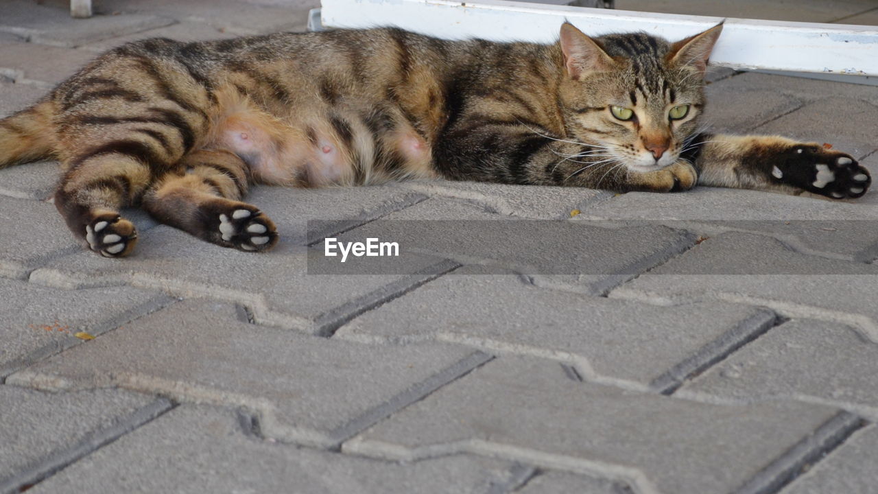 Portrait of a cat lying on the road