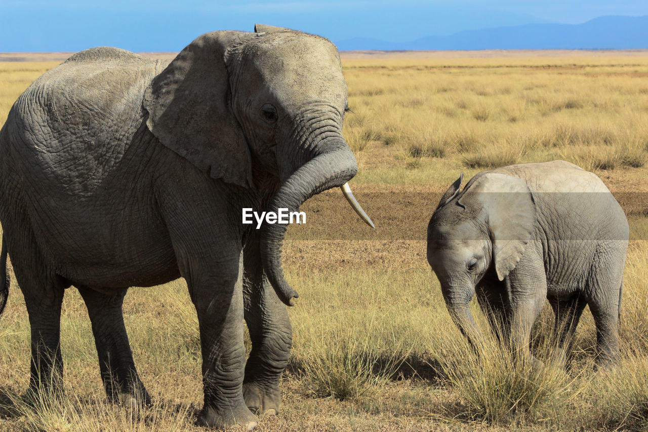 Elephant and calf on grassy field