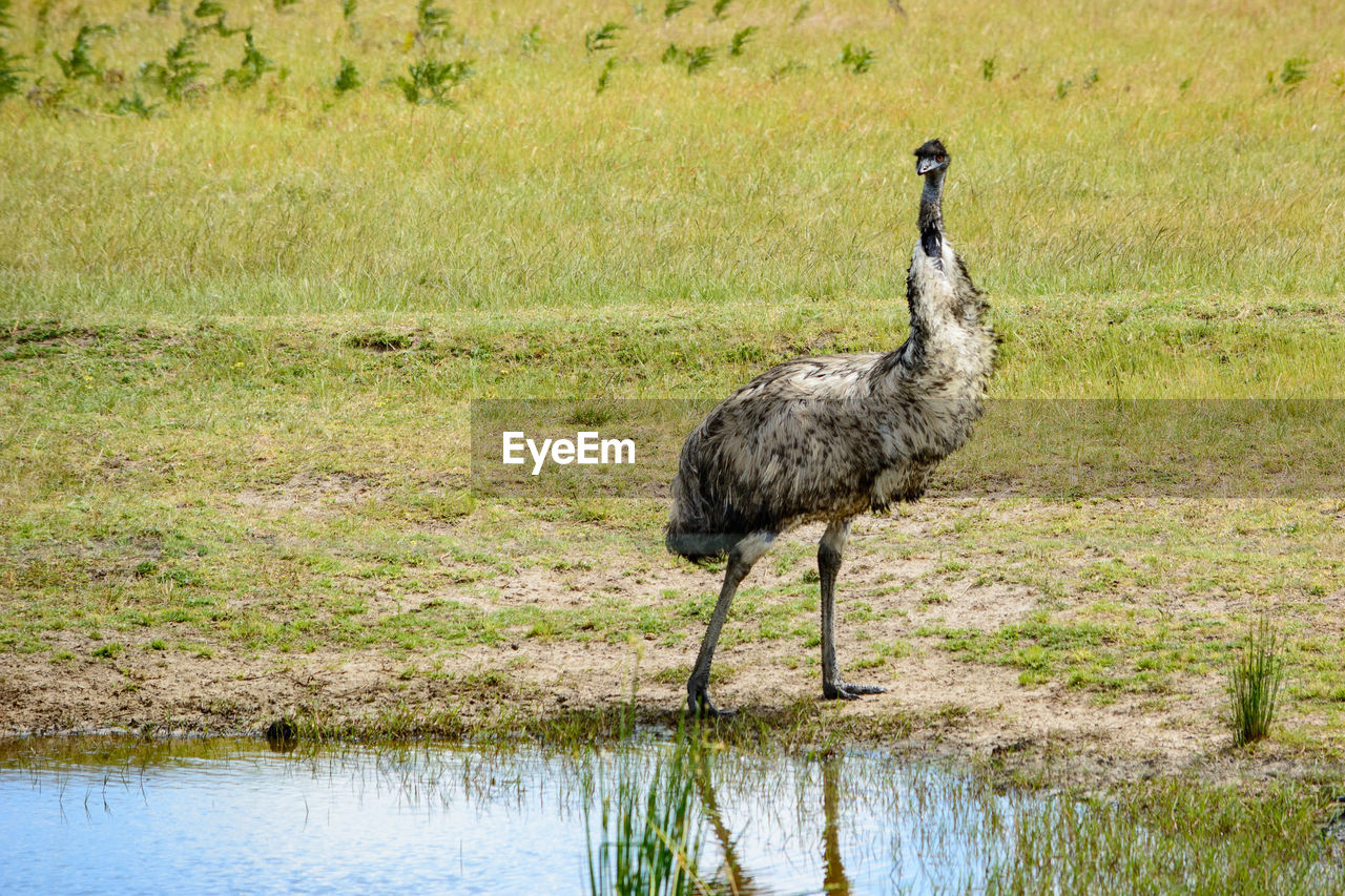 Emu by puddle on field