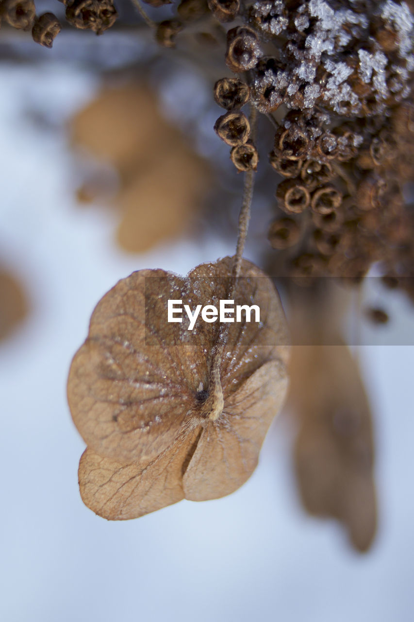 Close-up of dry leaves on plant during winter