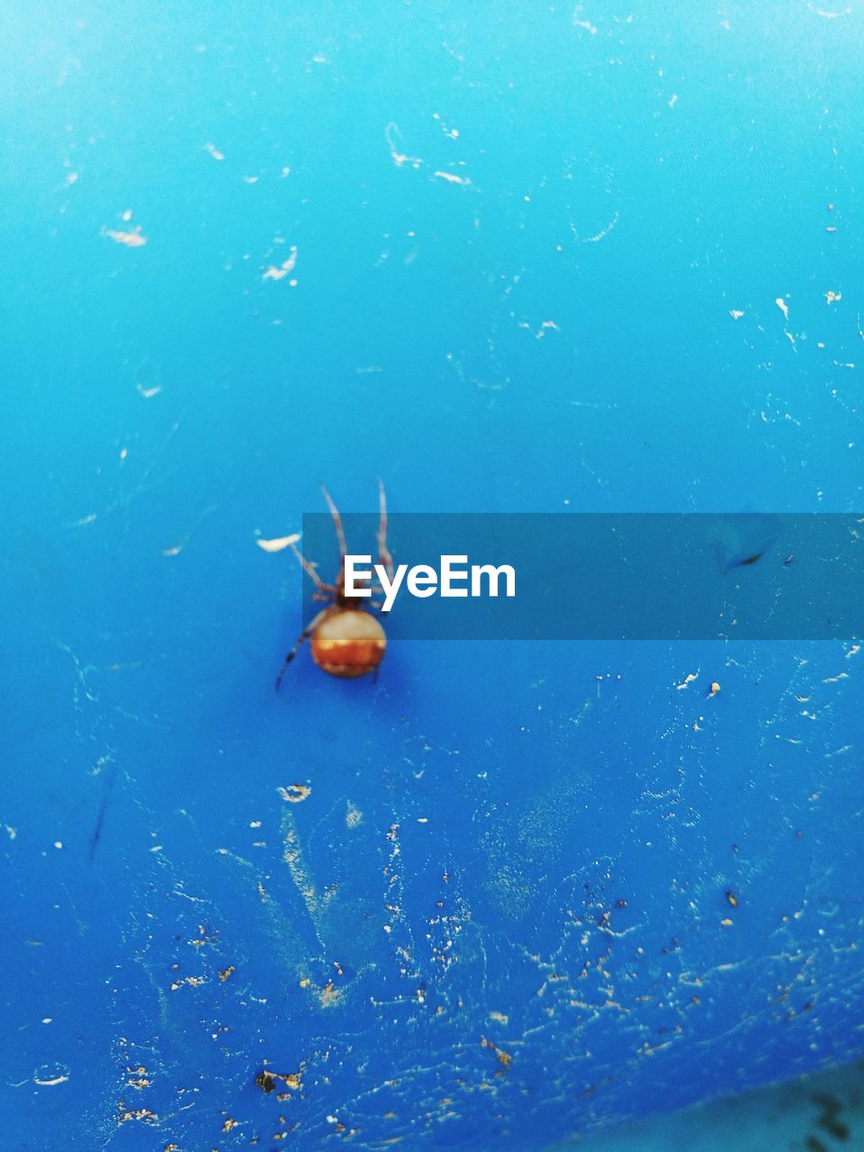 HIGH ANGLE VIEW OF JELLYFISH IN WATER