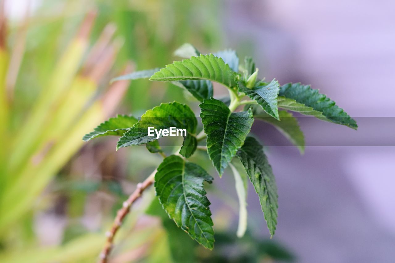 Close-up of fresh green plant