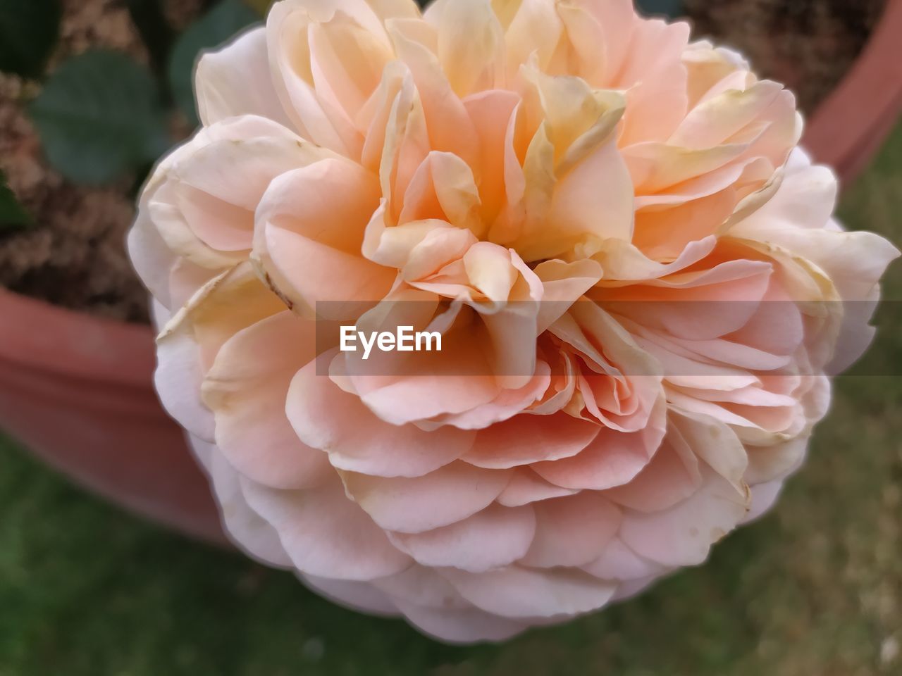 Close-up of white rose