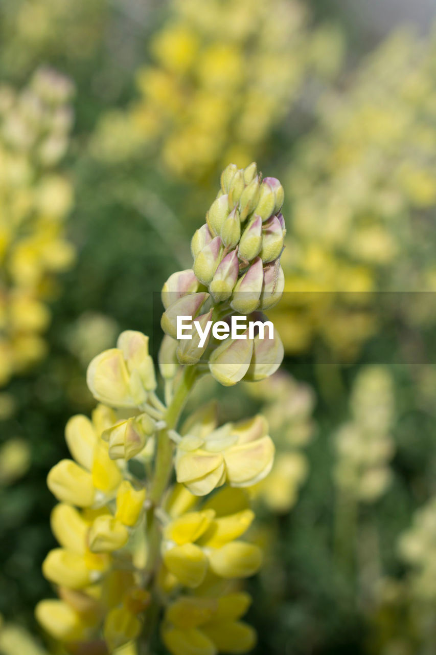 CLOSE-UP OF YELLOW FLOWER