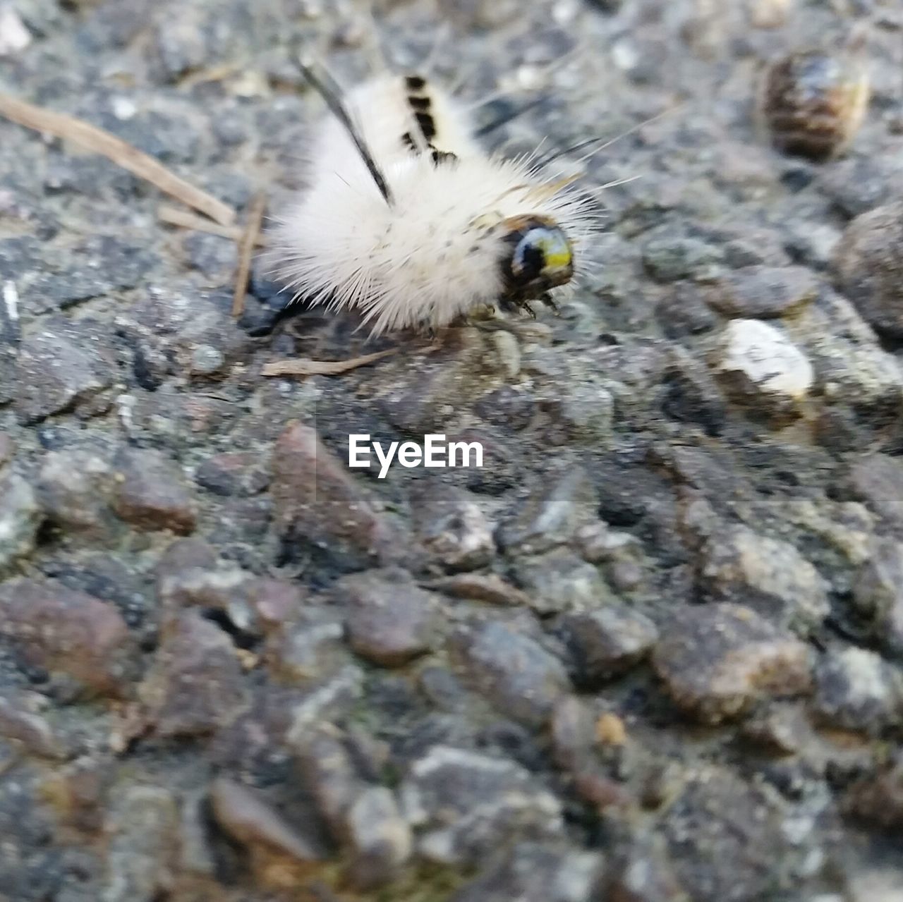 CLOSE-UP OF BIRD ON ROCK