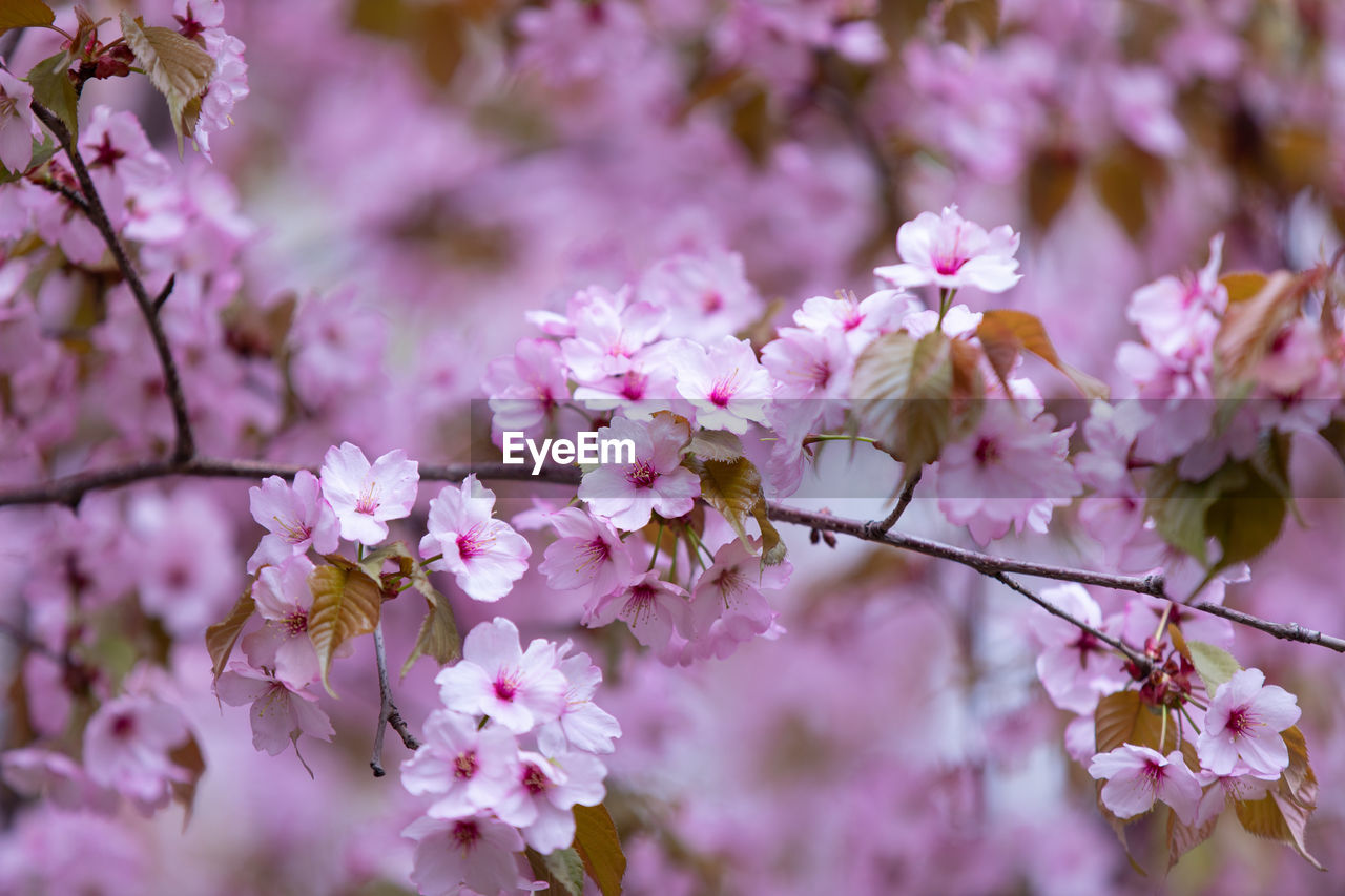 CLOSE-UP OF PINK CHERRY BLOSSOMS