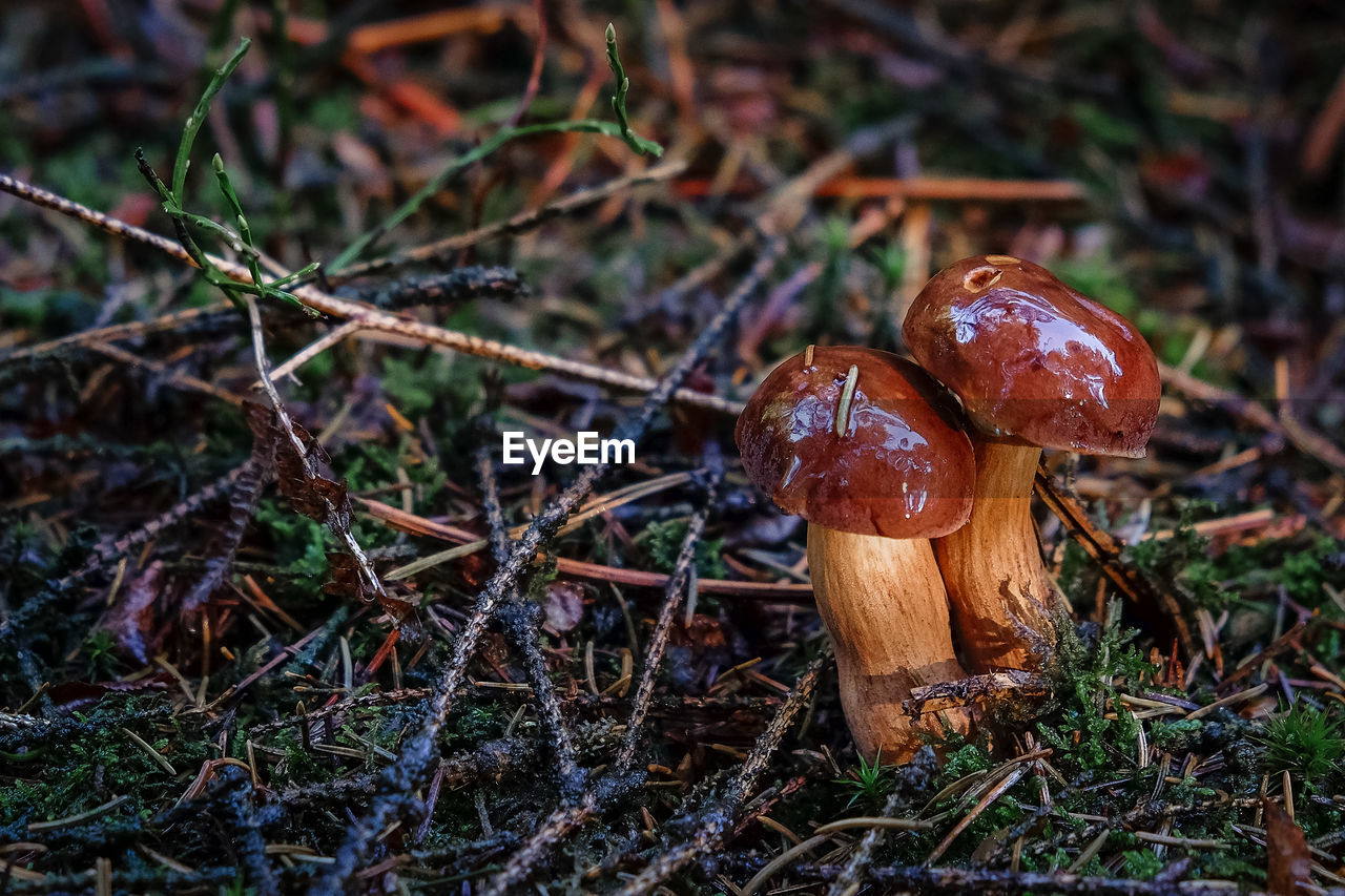 Close-up of mushroom growing on field