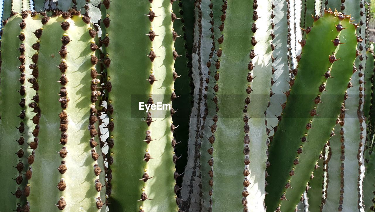 Full frame shot of cactus