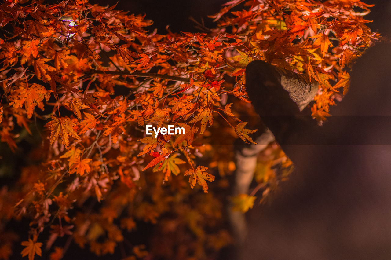 Close-up of dry leaves on tree during autumn