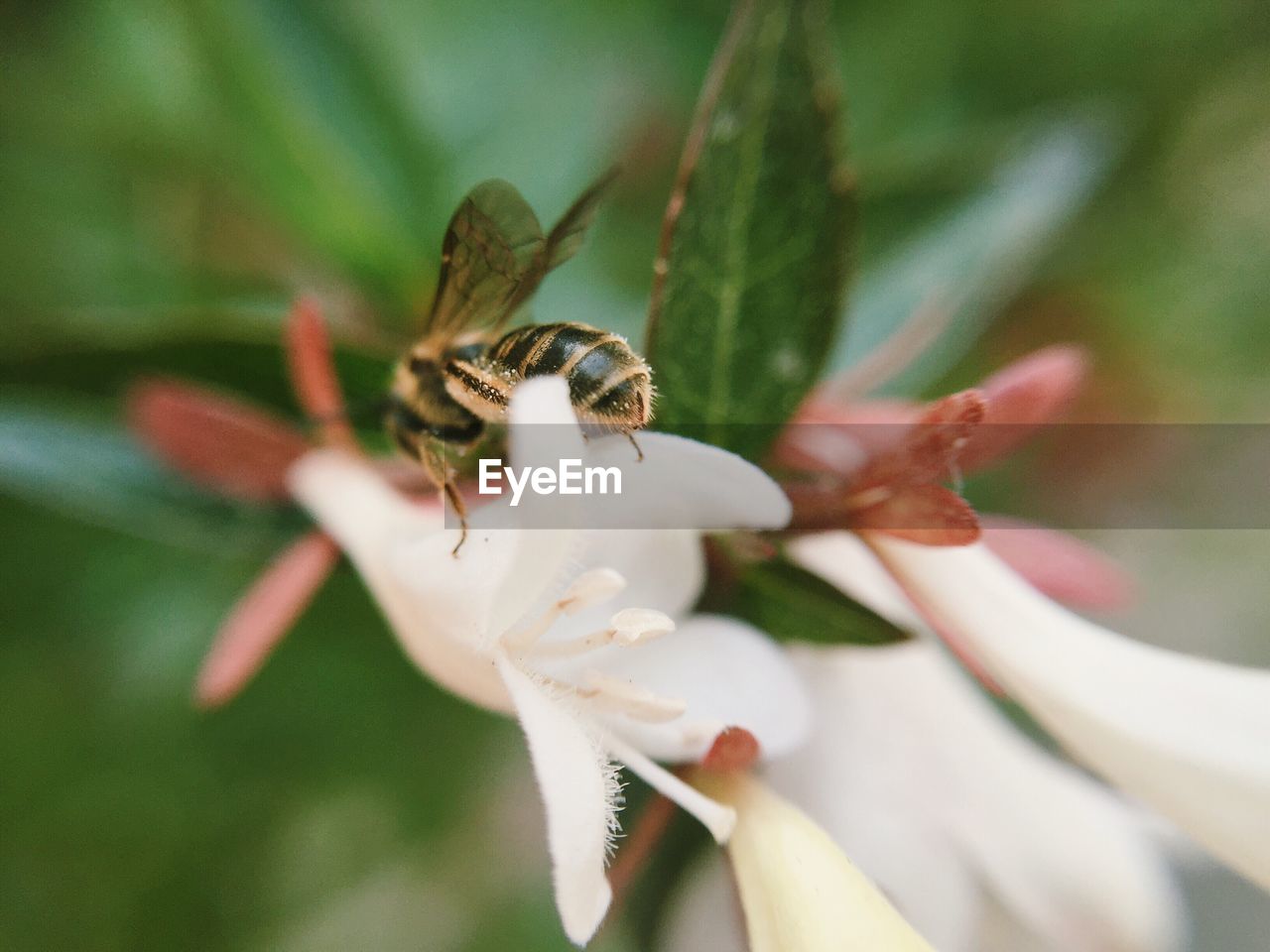 High angle close-up of bee on flower