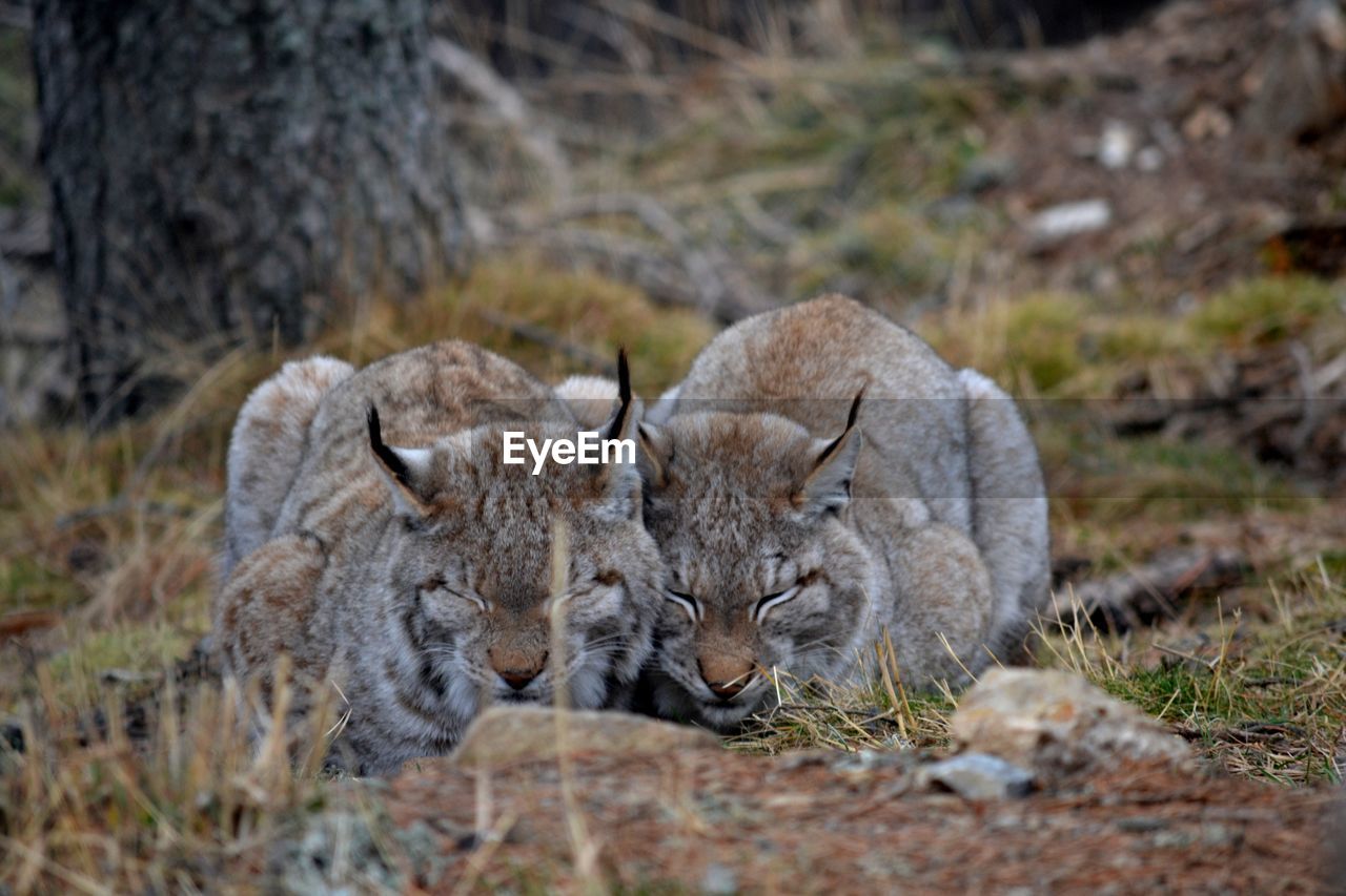 Close-up of lynxes