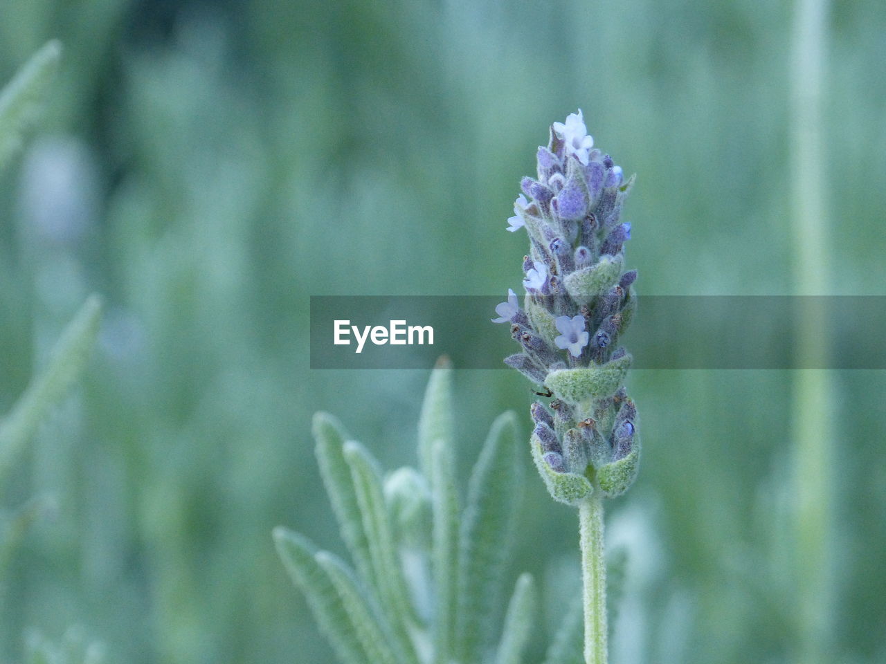 Close-up of purple flowering plant