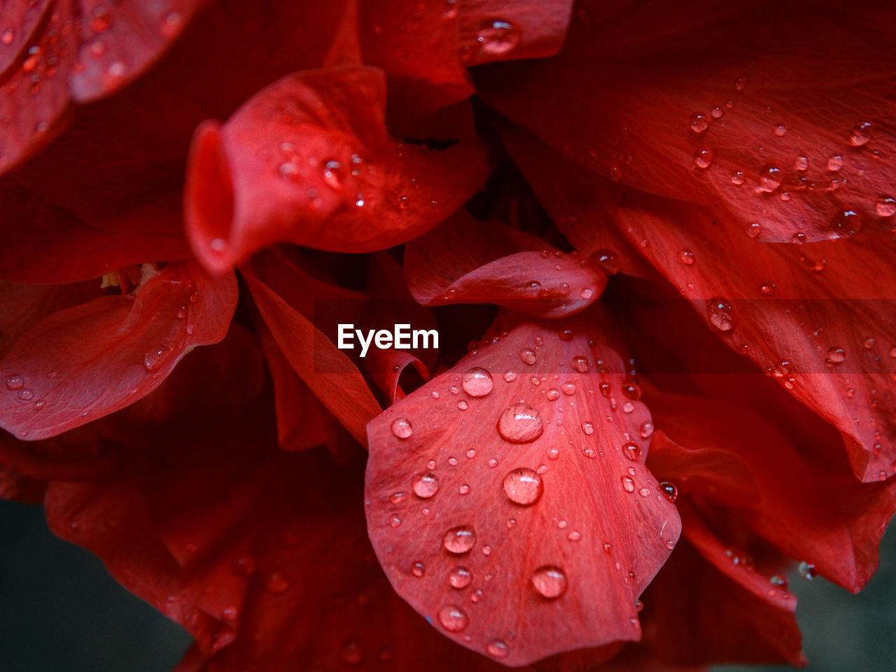 Close-up of wet red flowers