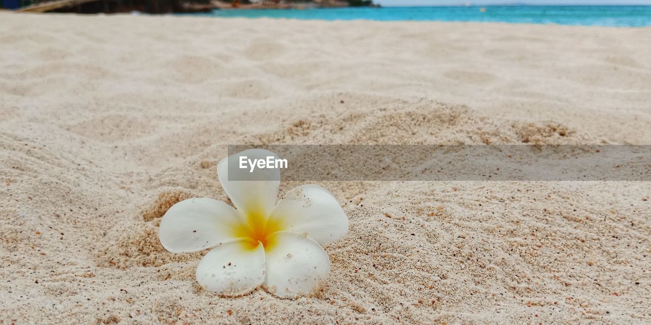 CLOSE-UP OF WHITE FLOWER ON SHORE