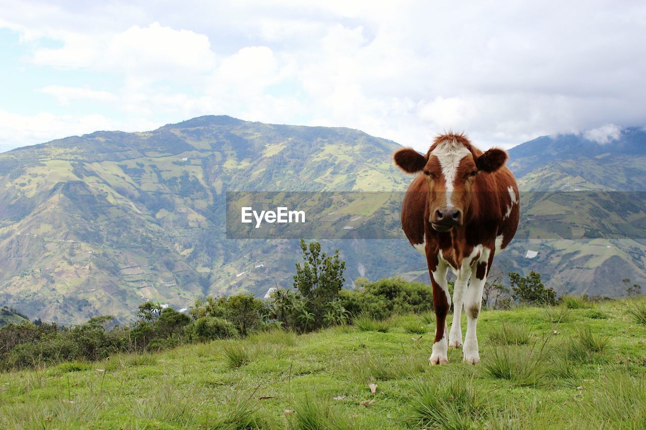 Cow standing on field against mountain