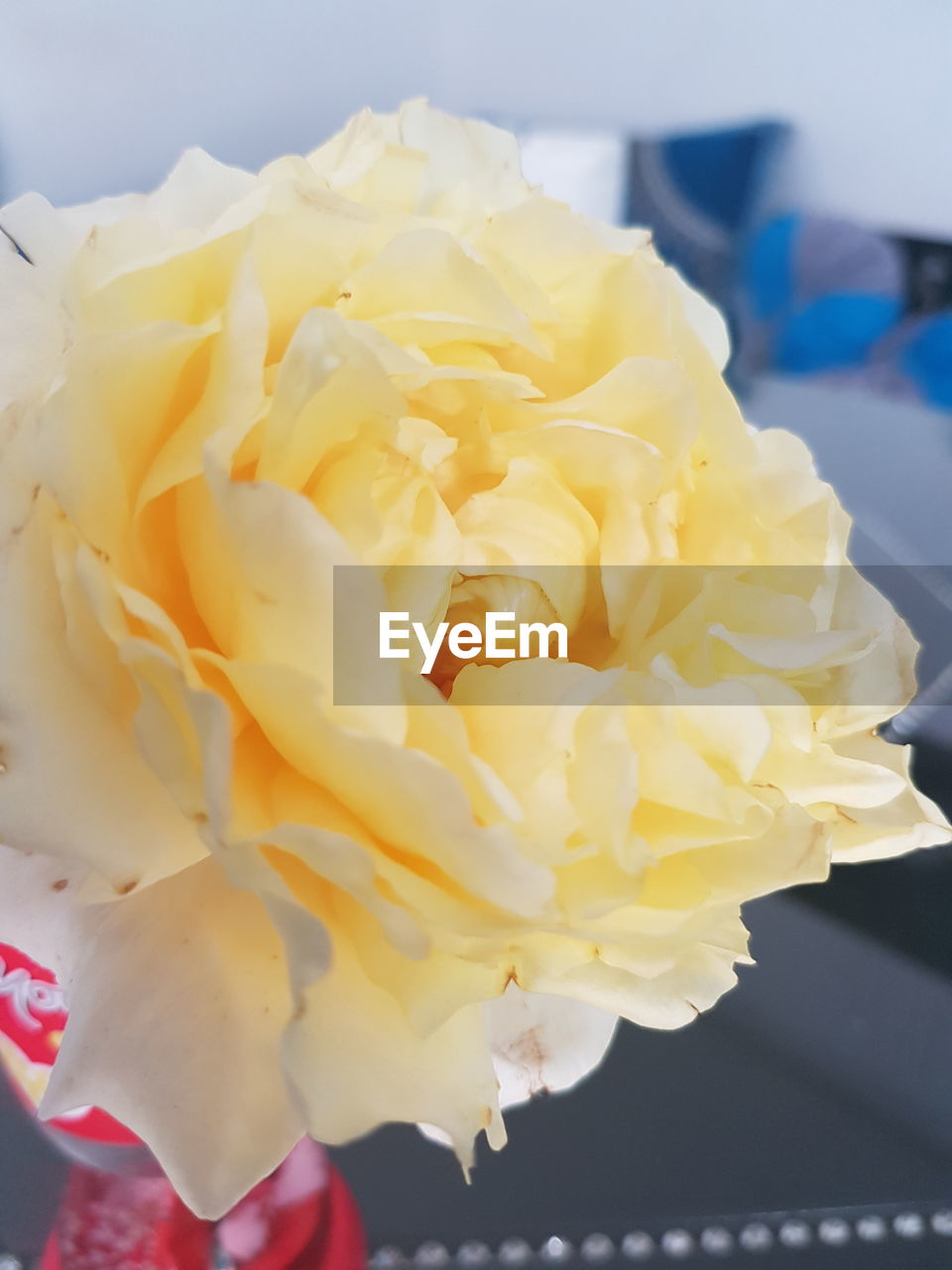 CLOSE-UP OF YELLOW ROSE FLOWER