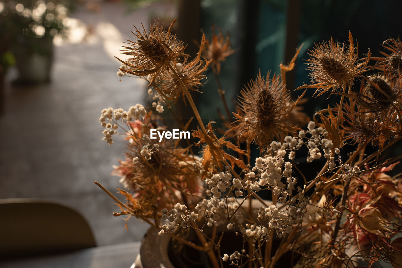 Backlited flowers in vase on the table in sunset time