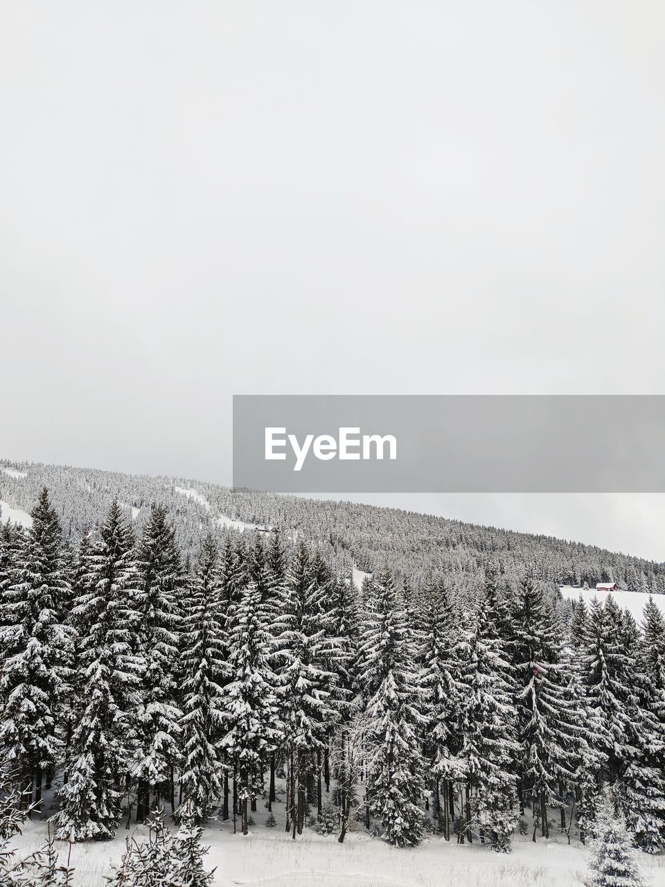 Scenic view of field against clear sky during winter