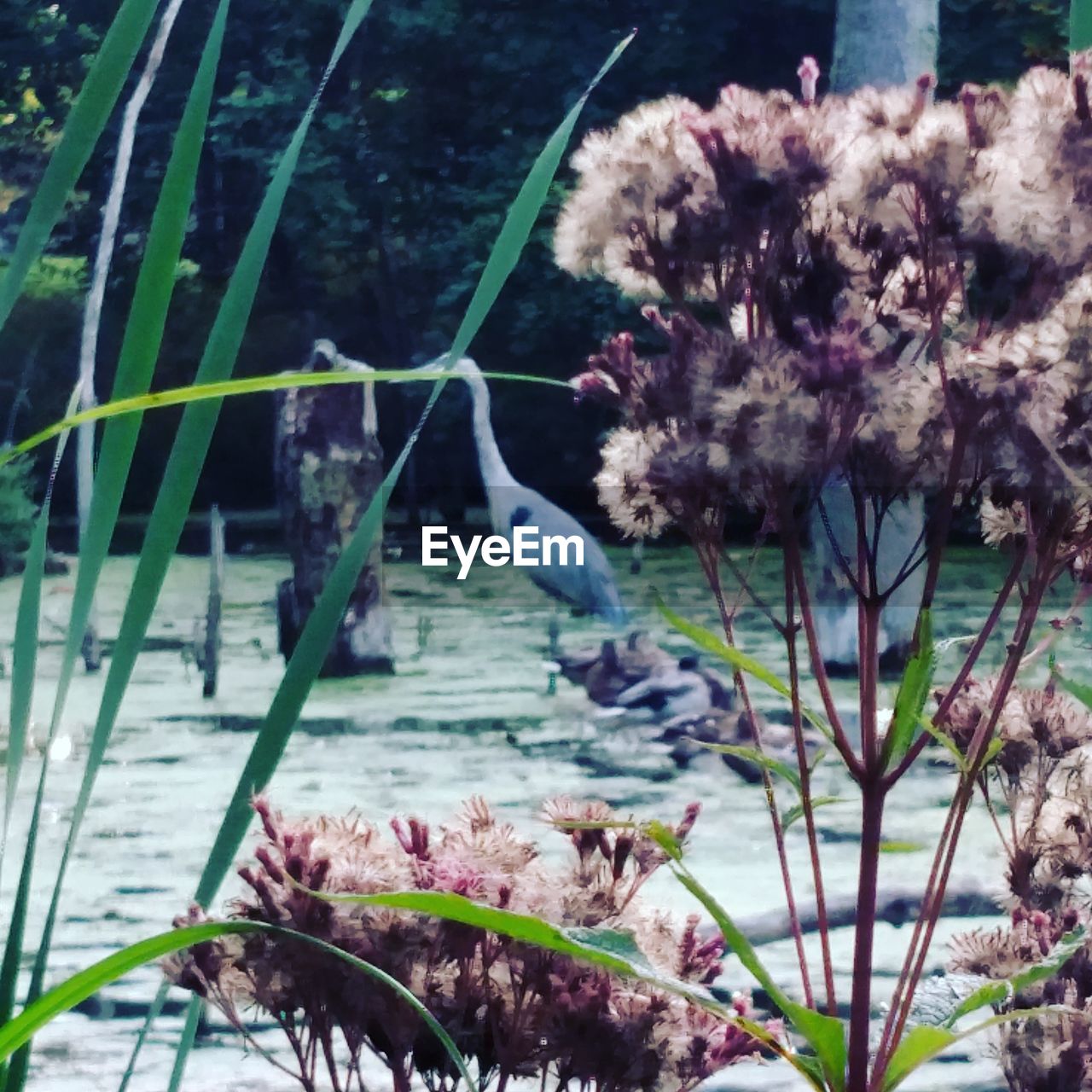 BIRD ON PLANTS