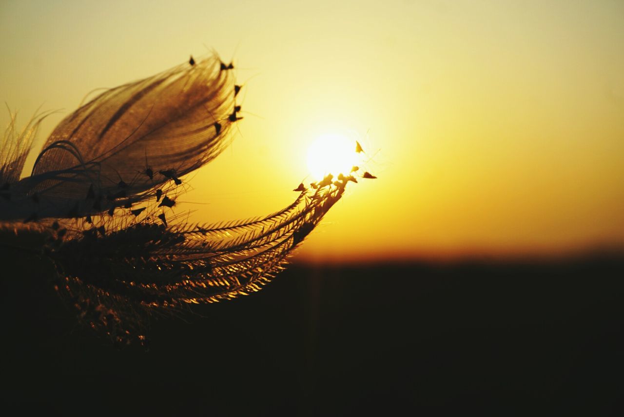 CLOSE-UP OF FLOWER AGAINST SUNSET