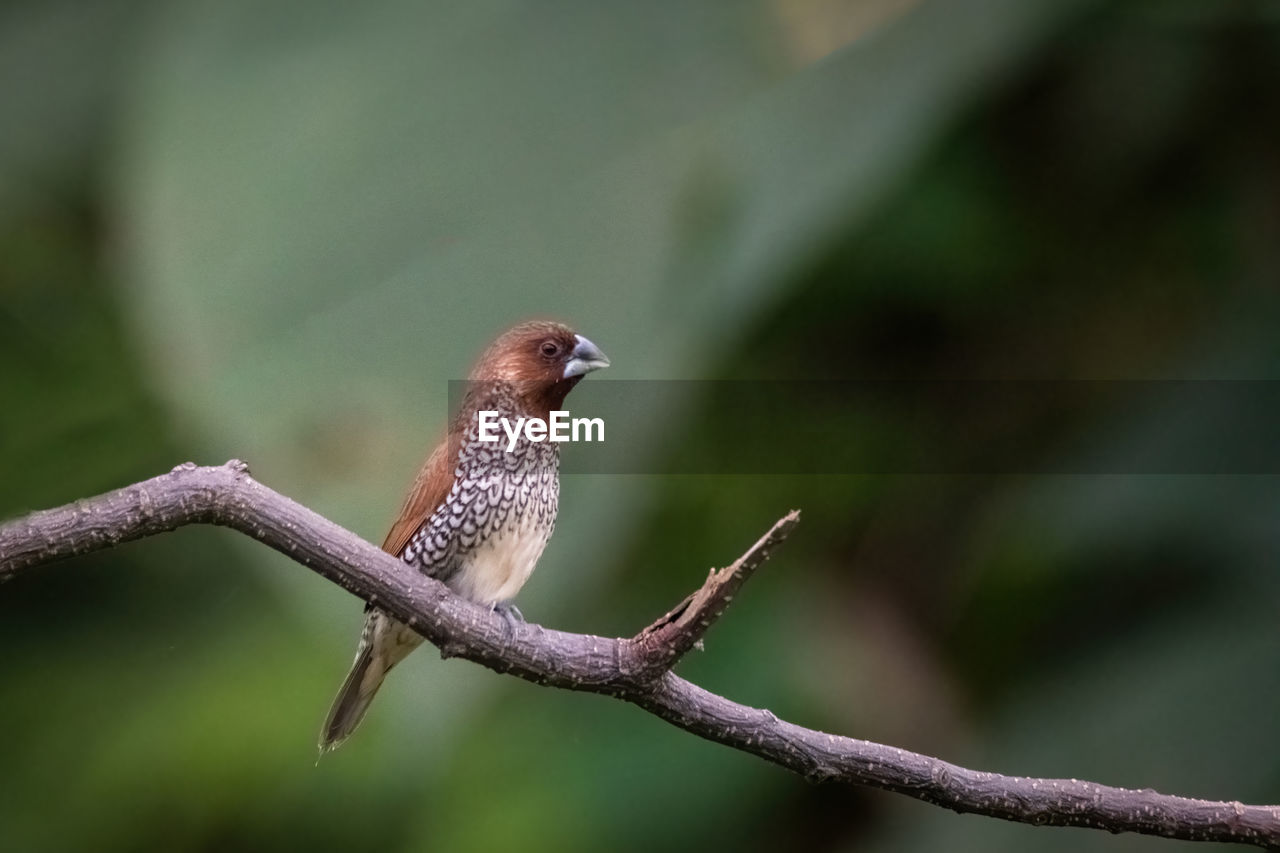 animal themes, animal, animal wildlife, bird, wildlife, nature, one animal, branch, beak, close-up, perching, tree, no people, plant, focus on foreground, outdoors, beauty in nature, full length, environment, day, macro photography