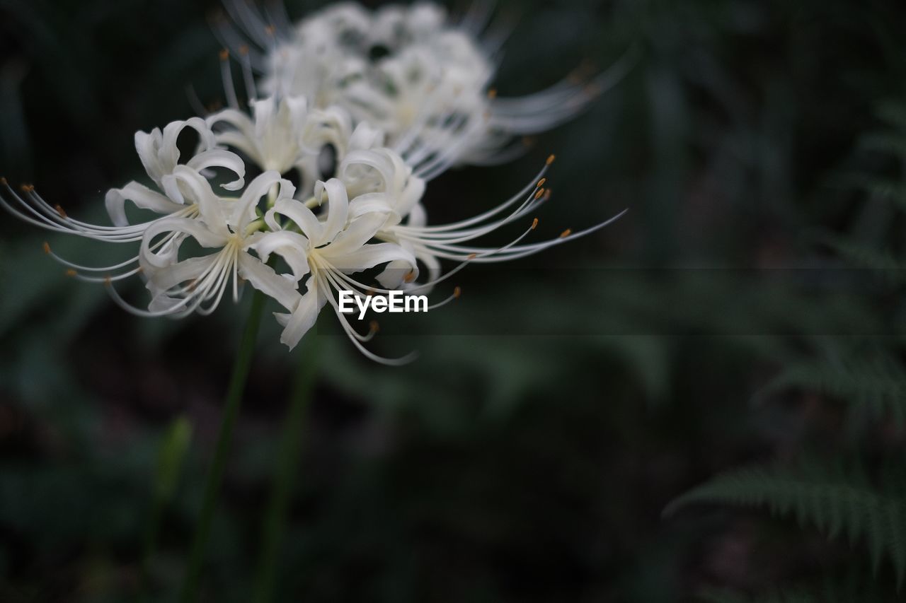 Close-up of flower