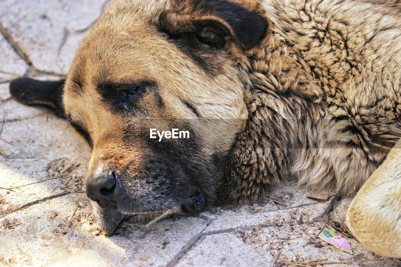 high angle view of a dog