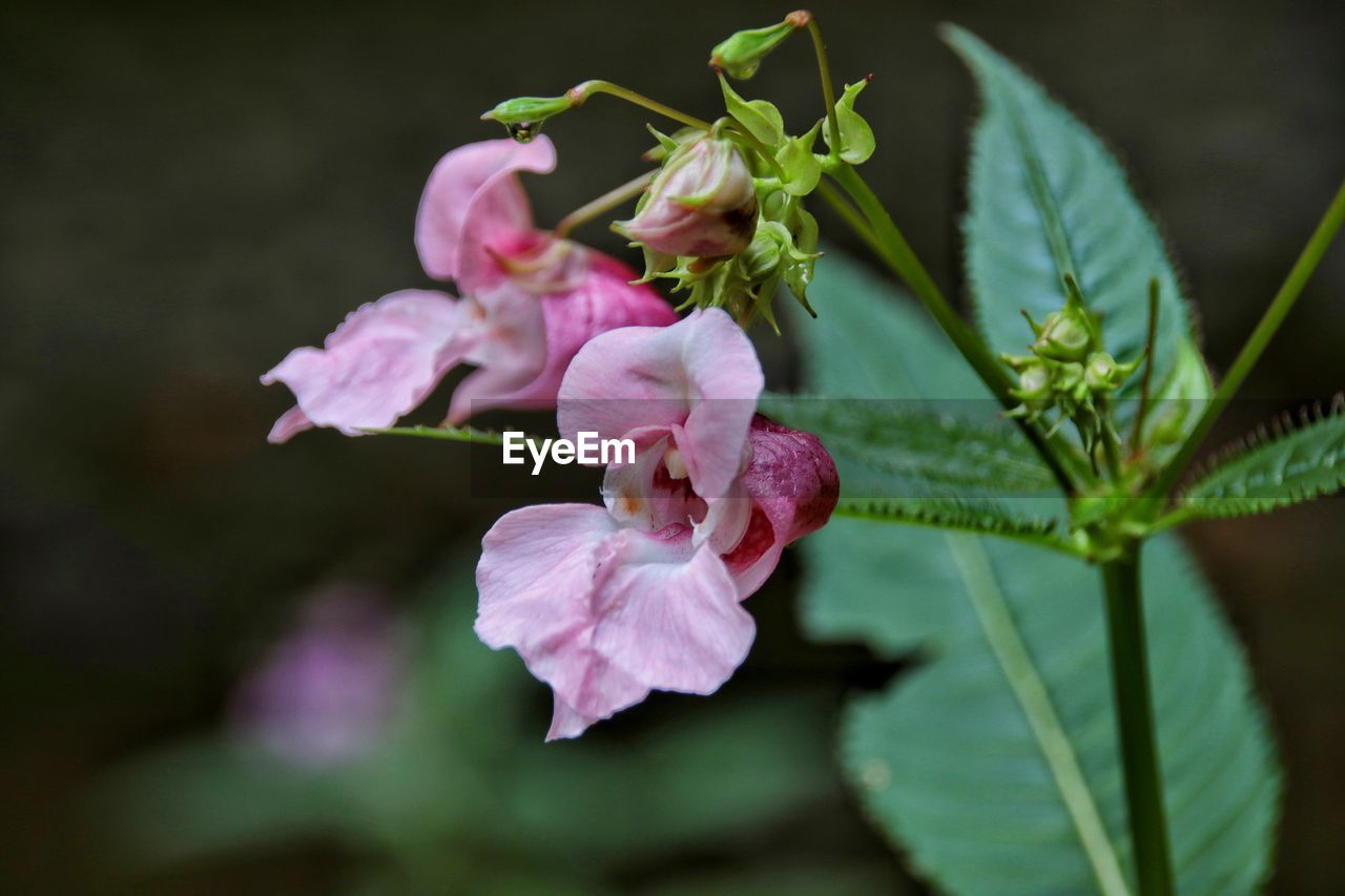 Close-up of pink flowering plant