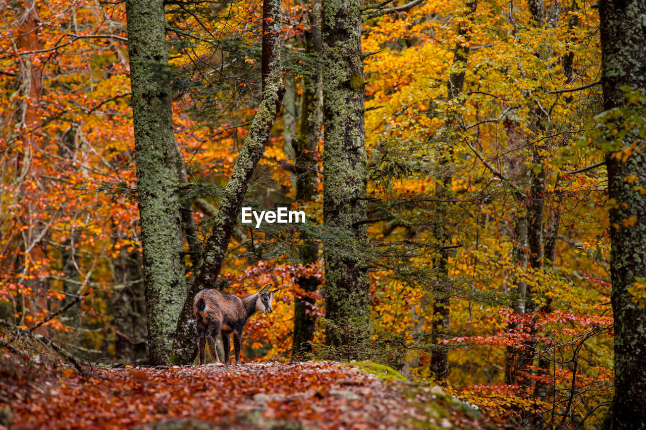 trees growing in forest during autumn
