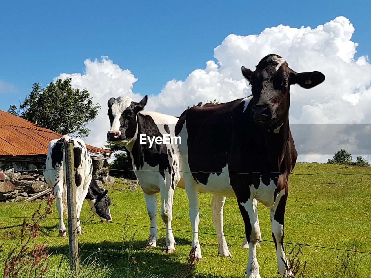 COWS STANDING ON FIELD
