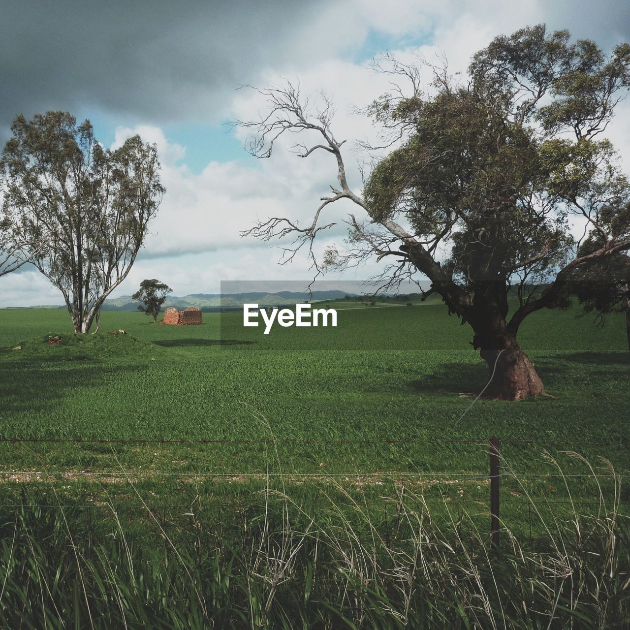 Trees on grassy field against cloudy sky